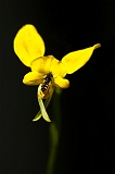 Diuris Corymbosa Donkey Orchid & Native bee